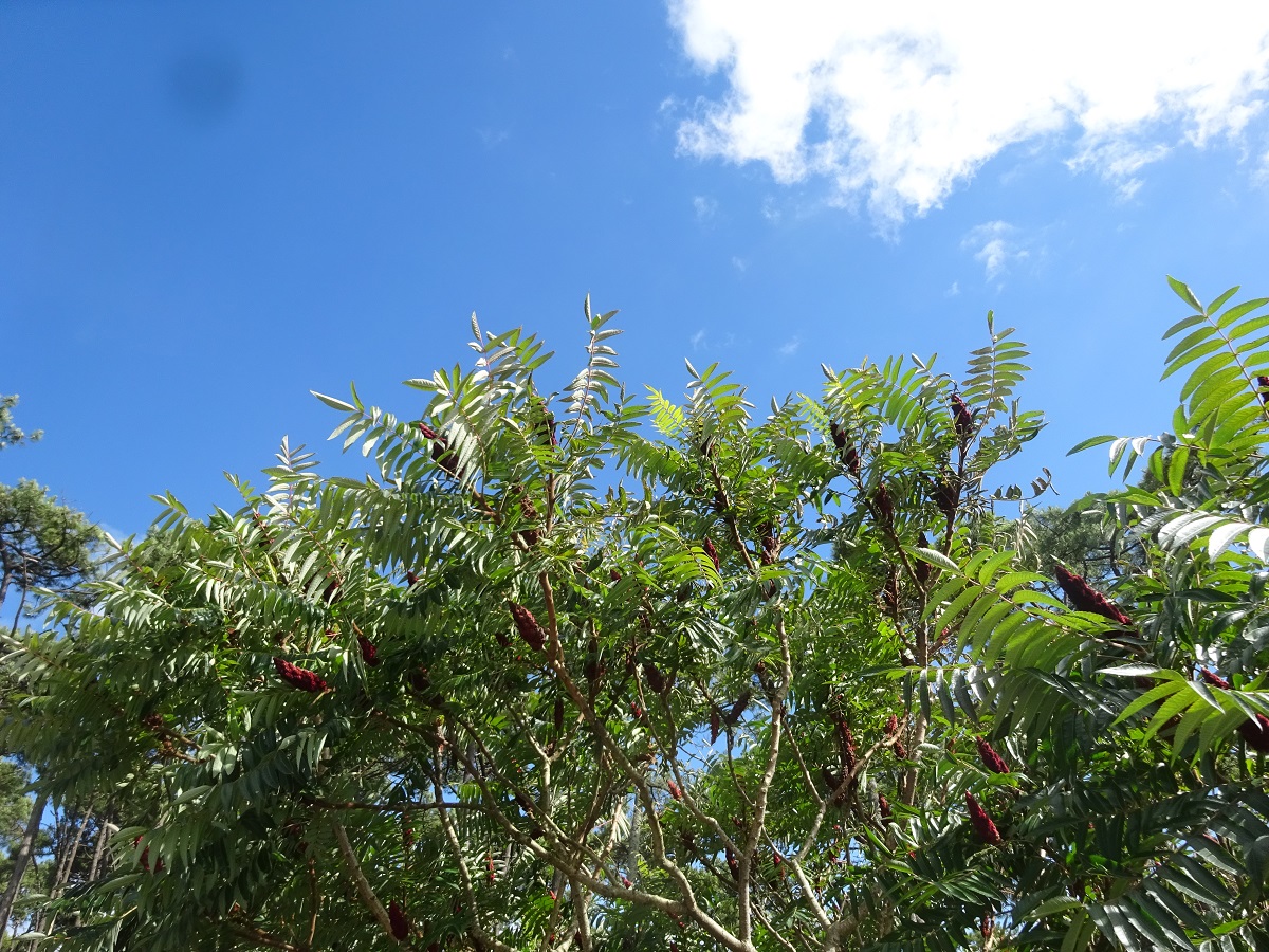 Rhus typhina (Anacardiaceae)